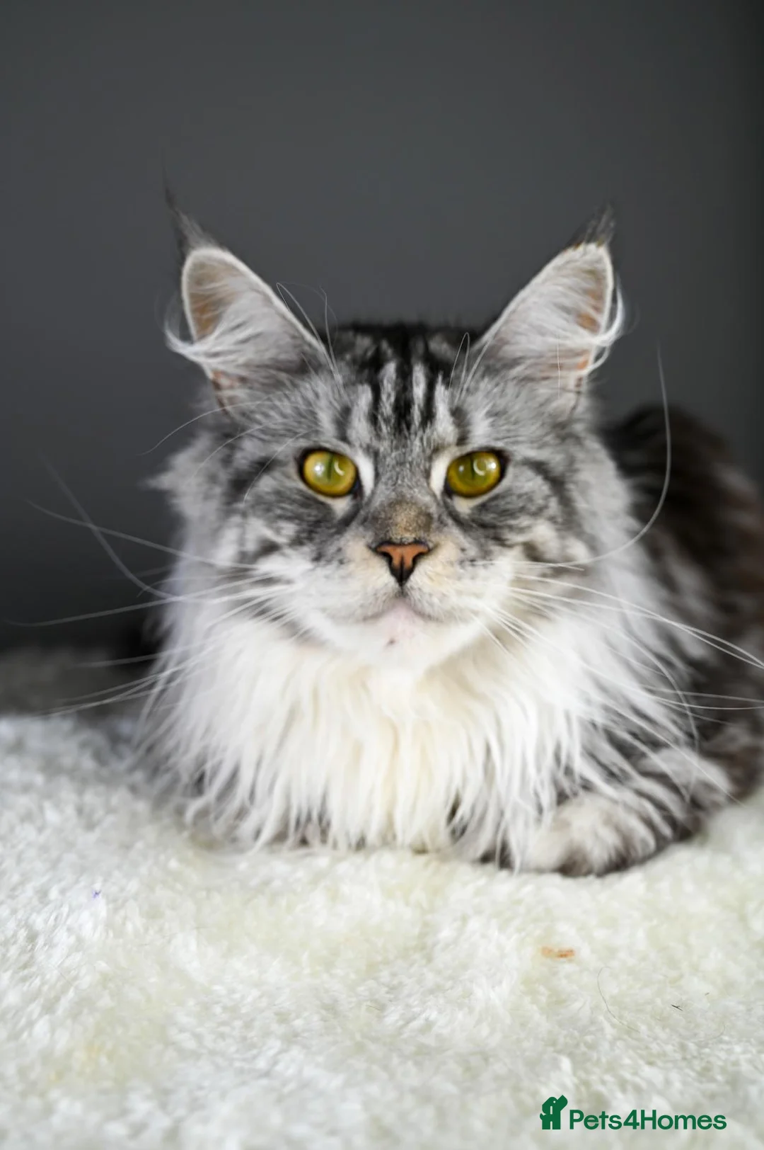 Maine Coon cats for sale: Peppy *Piggy*   - Advert 1