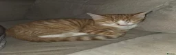 British Shorthair cats for sale: Ginger tabby kitten - Advert 2