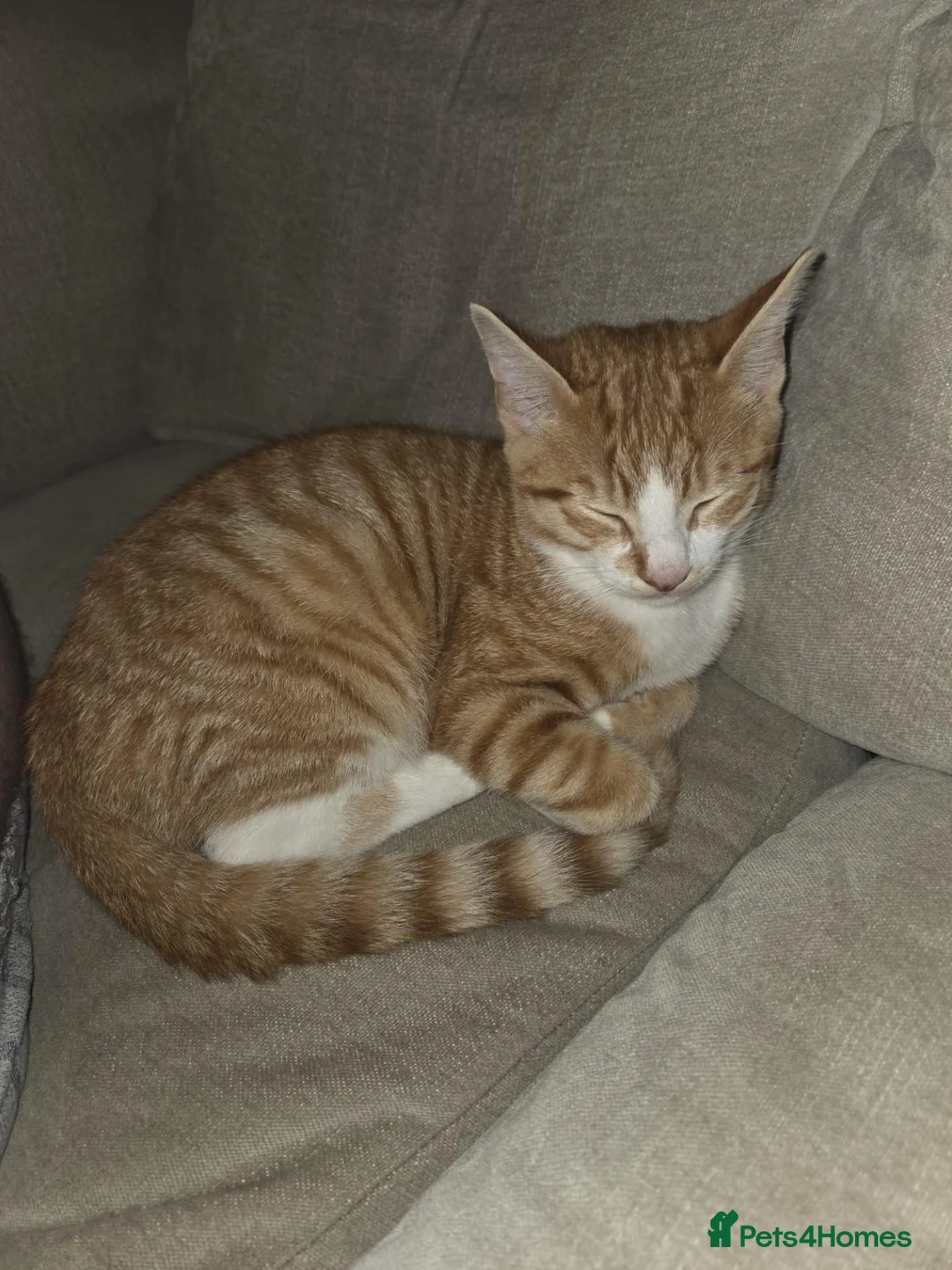 British Shorthair cats for sale: Ginger tabby kitten - Advert 2