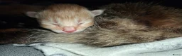 Mixed Breed cats for sale: 3 Kittens  - Advert 4