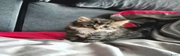 Mixed Breed cats for sale: Adorable Kittens for sale - Advert 5