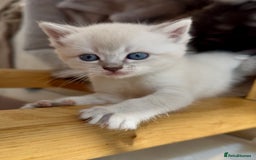 Persian cats for sale: ALL SOLD! PERSIAN-RAGDOLL KITTENS - Image 16