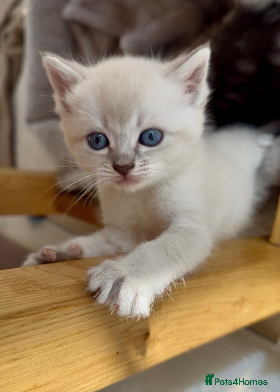 Persian cats for sale: ALL SOLD! PERSIAN-RAGDOLL KITTENS - Image 16