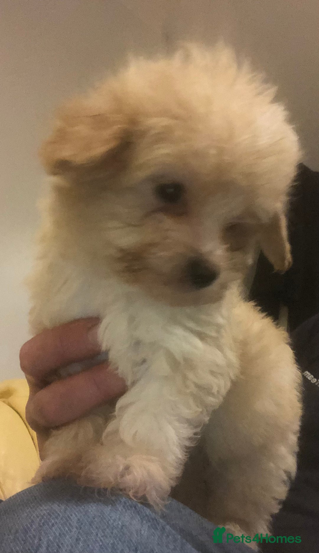 Mixed Breed dogs for sale: Poodle x Maltizu puppies - Advert 1