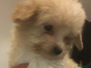 Mixed Breed dogs Poodle x Maltizu puppies - Advert 1