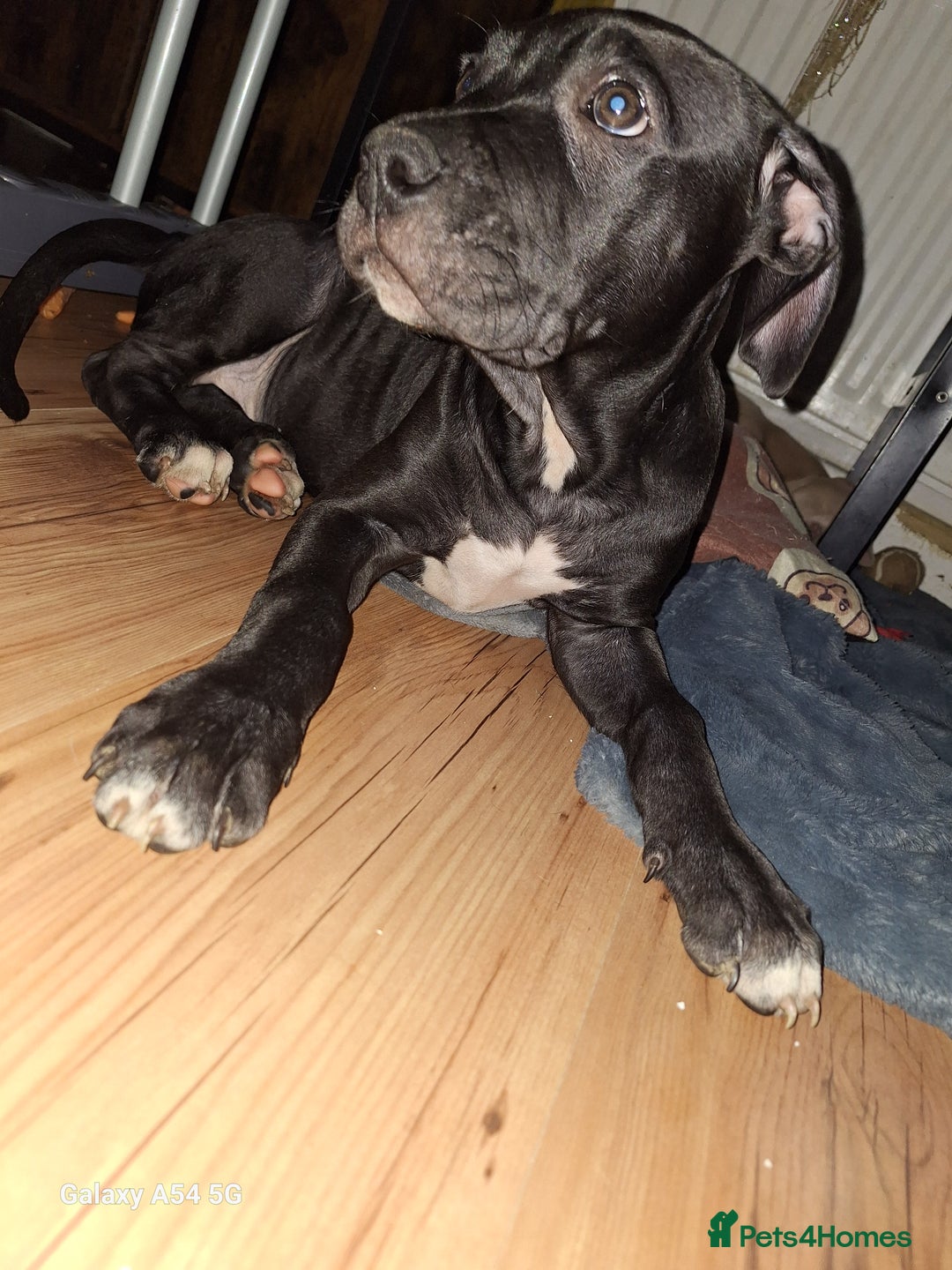 American Bulldog dogs for sale: 11 little hearts need their forever home - Advert 31