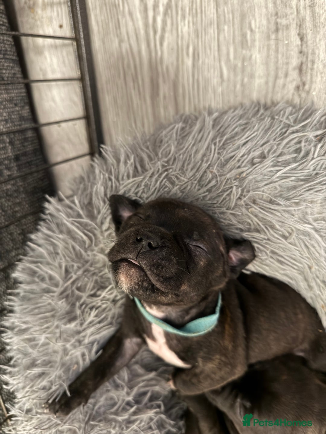 Staffordshire Bull Terrier dogs for sale: KC Staffordshire bull terrier puppies  - Advert 10