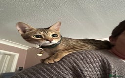 Maine Coon cats for sale: Mainecoon x  - Image 11