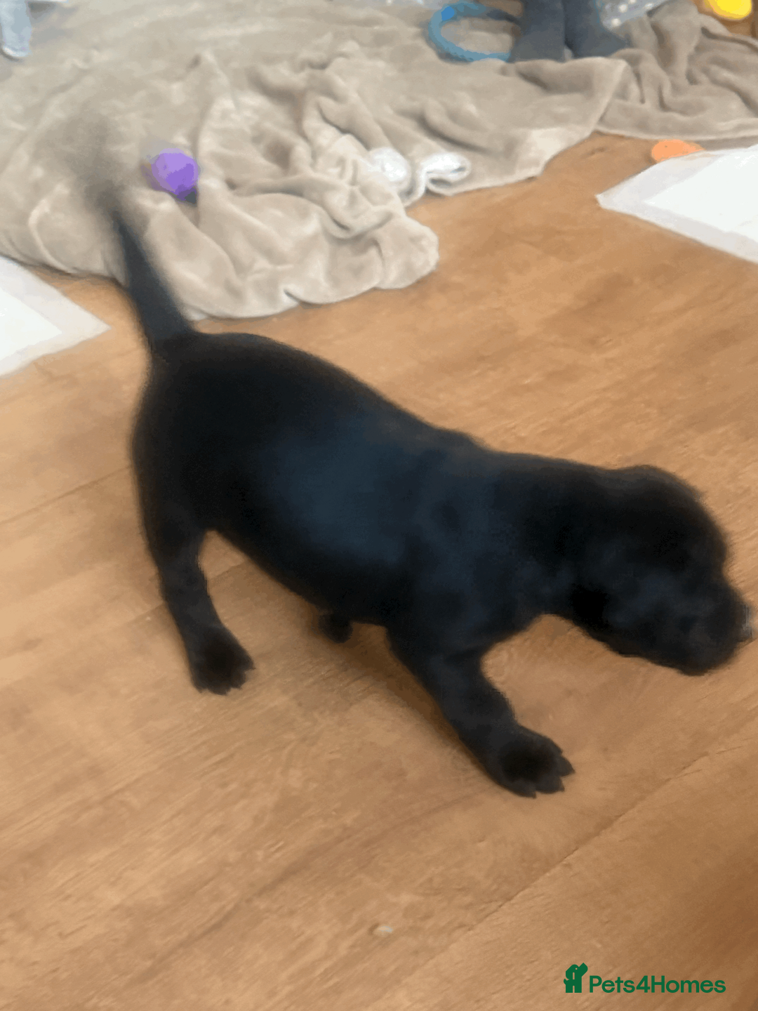 Presa Canario dogs for sale: 1 Male and 1 Female Quality Presa Canario Puppies in Solihull - Advert 19
