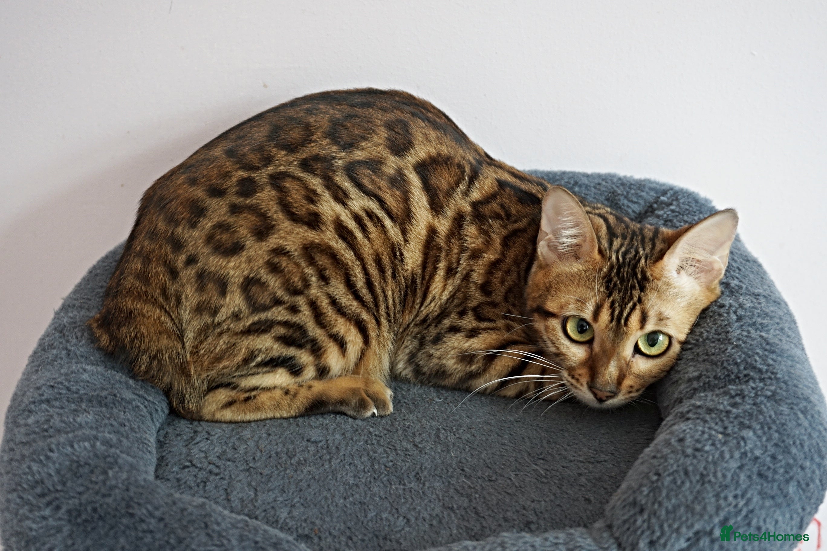 Bengal cats Superb Bengal Girl Active Registered - Advert 17