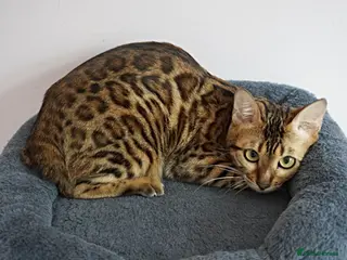 Bengal cats Superb Bengal Girl Active Registered - Advert 17