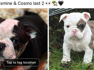 English Bulldog dogs 🌟 health tested parents 🌟 Ready Now!🌟 - Advert 7