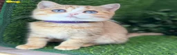 British Shorthair cats for sale: British Shorthair blue eyed adorable kittens GCCF  - Advert 24