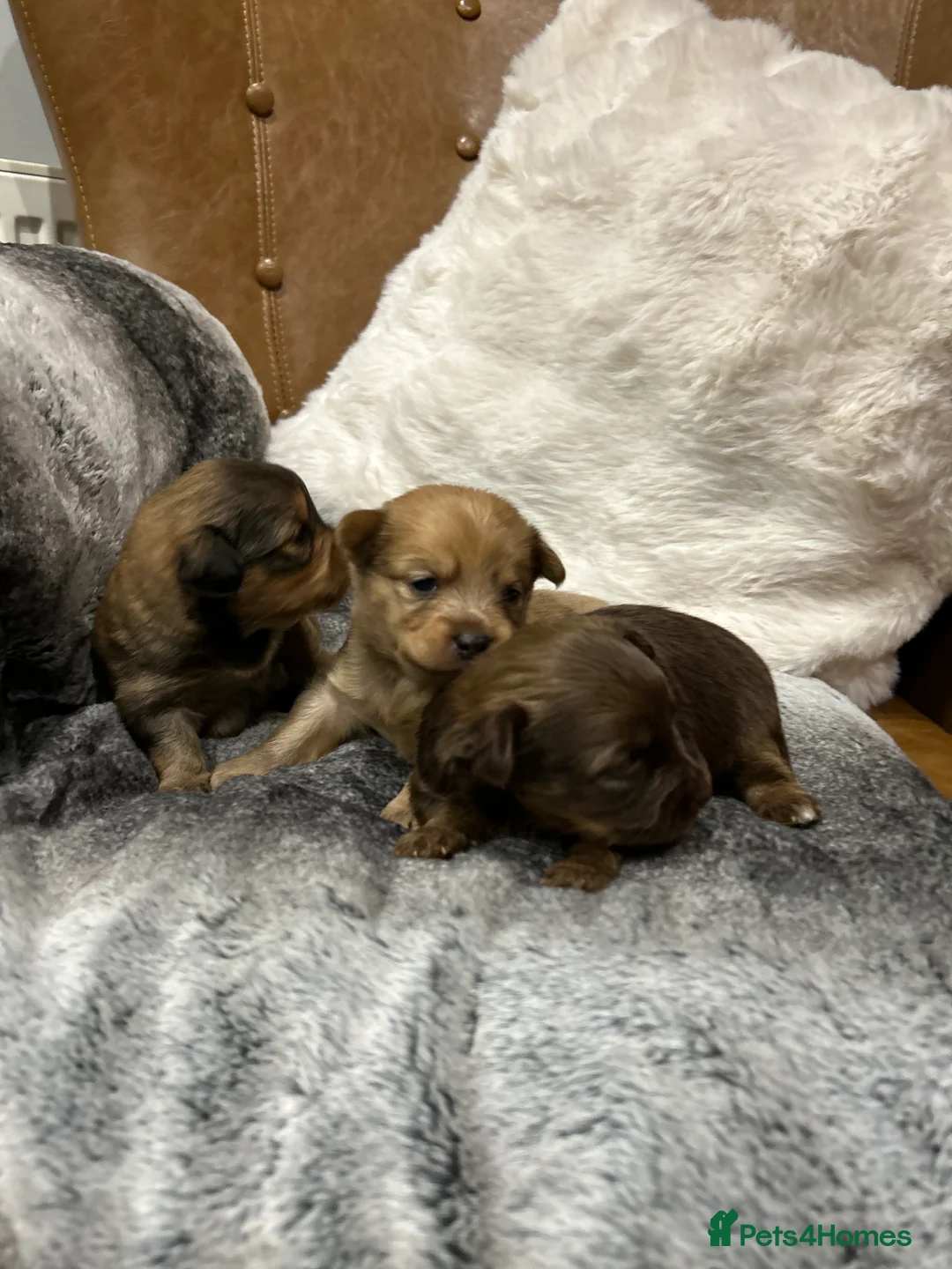 Mixed Breed dogs for sale: Miniature dachshund pomeranian sausage dog small  - Advert 12