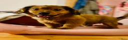 Mixed Breed dogs for sale: Cocker-Pomeranian  - Advert 7