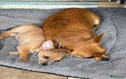Chihuahua dogs for sale: Chihuahua pup - Image 4