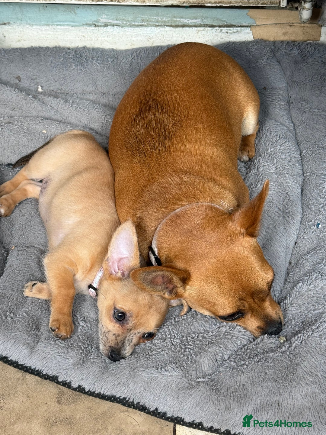 Chihuahua dogs for sale: Chihuahua pup - Image 4