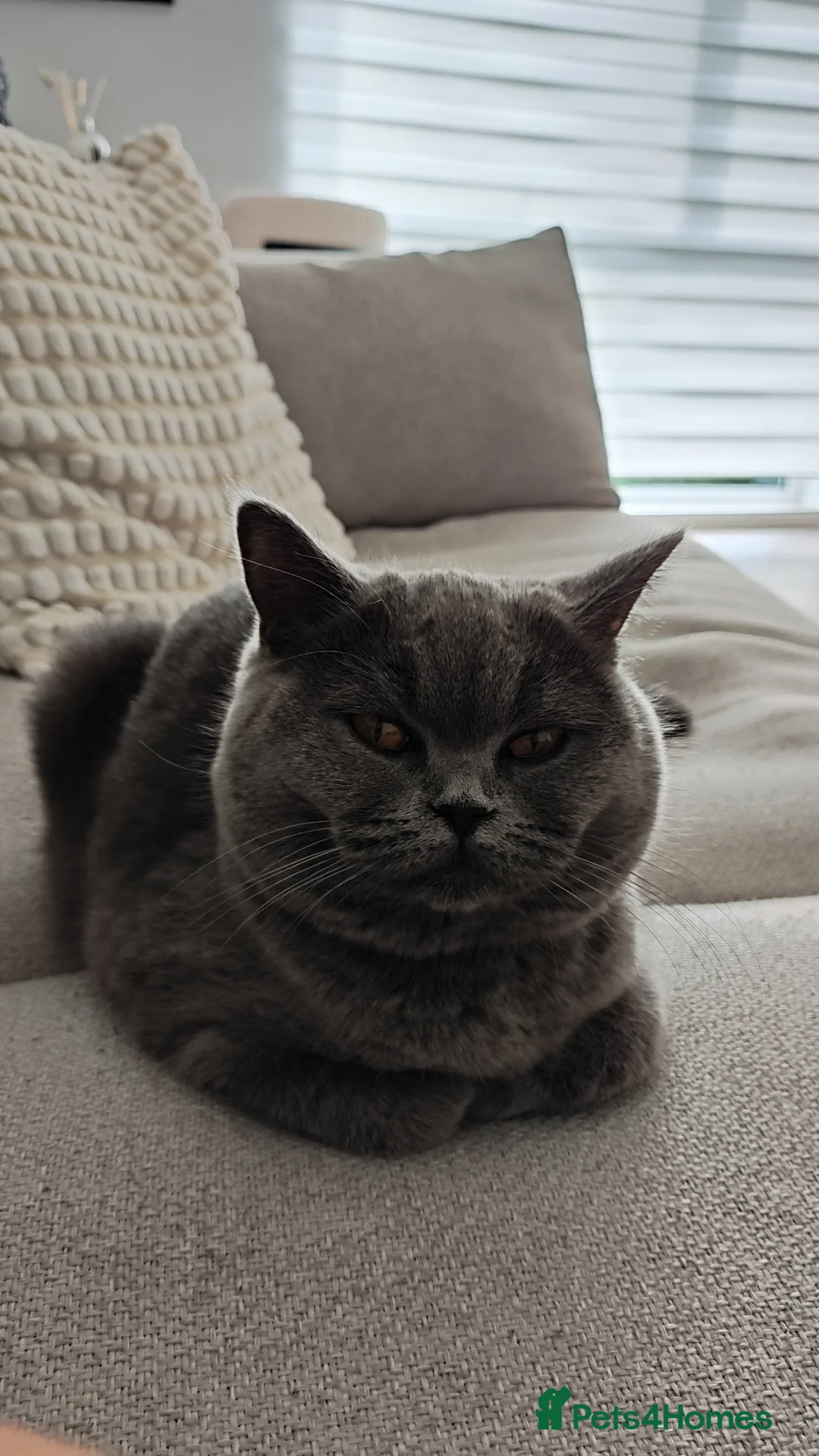 British Shorthair cats for sale: Luna the British shorthair  in Barnet - Advert 2