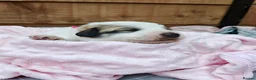 Pyrenean Mountain Dog dogs for sale: ONLY 1 Pyrenean Mountain Dog Puppies left 💙💛💙💛 - Advert 32