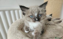 Ragdoll cats for sale: Ragdoll X babies. - Image 2