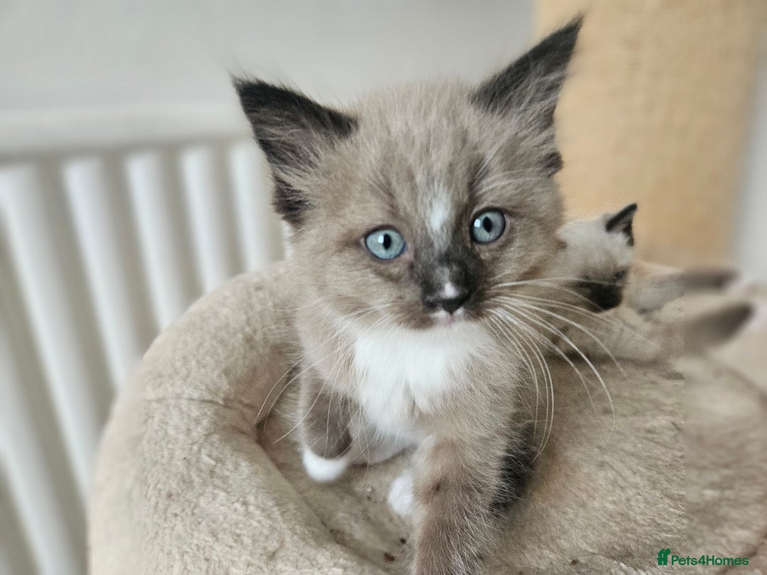 Ragdoll cats for sale: Ragdoll X babies. - Image 2
