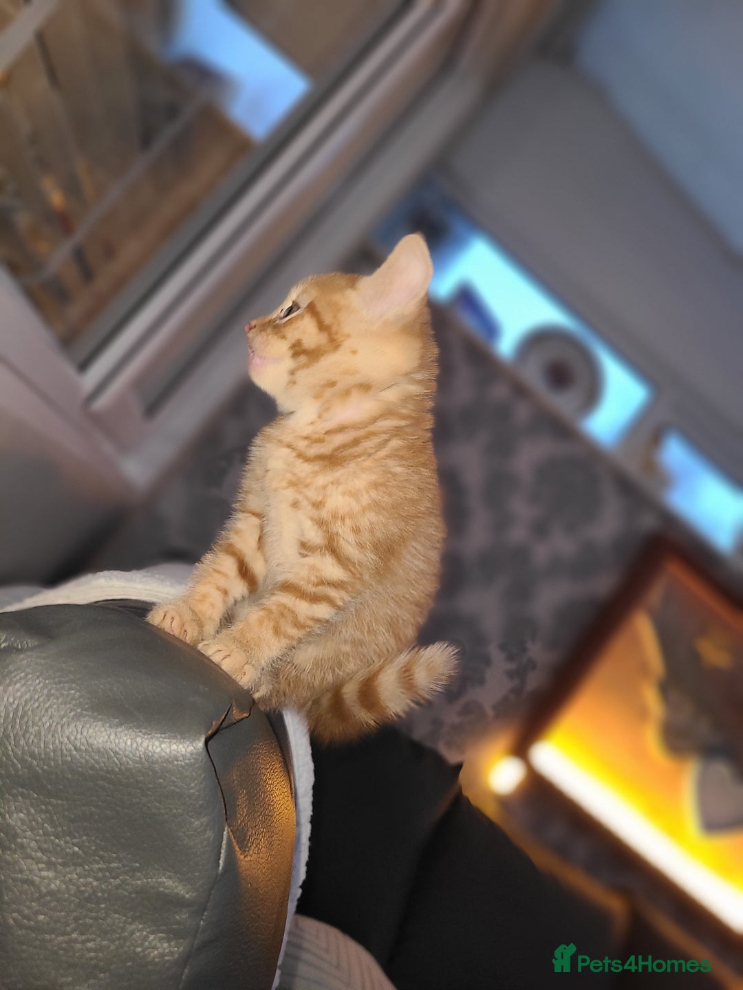 Mixed Breed cats for sale: Ginger tabby kitten  - Advert 7