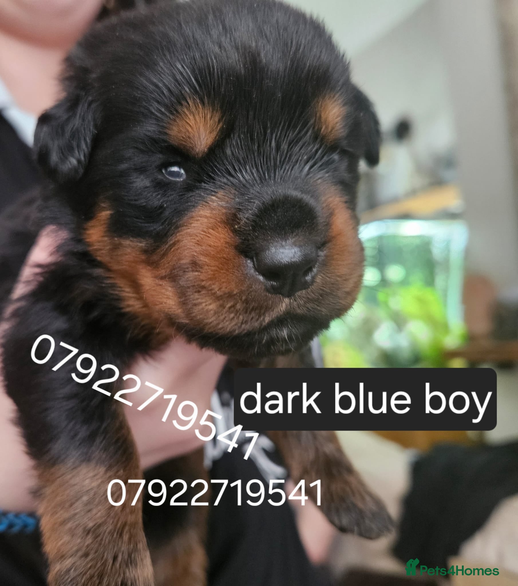 Rottweiler dogs Last male rottweiler pup looking for forever homes - Advert 1