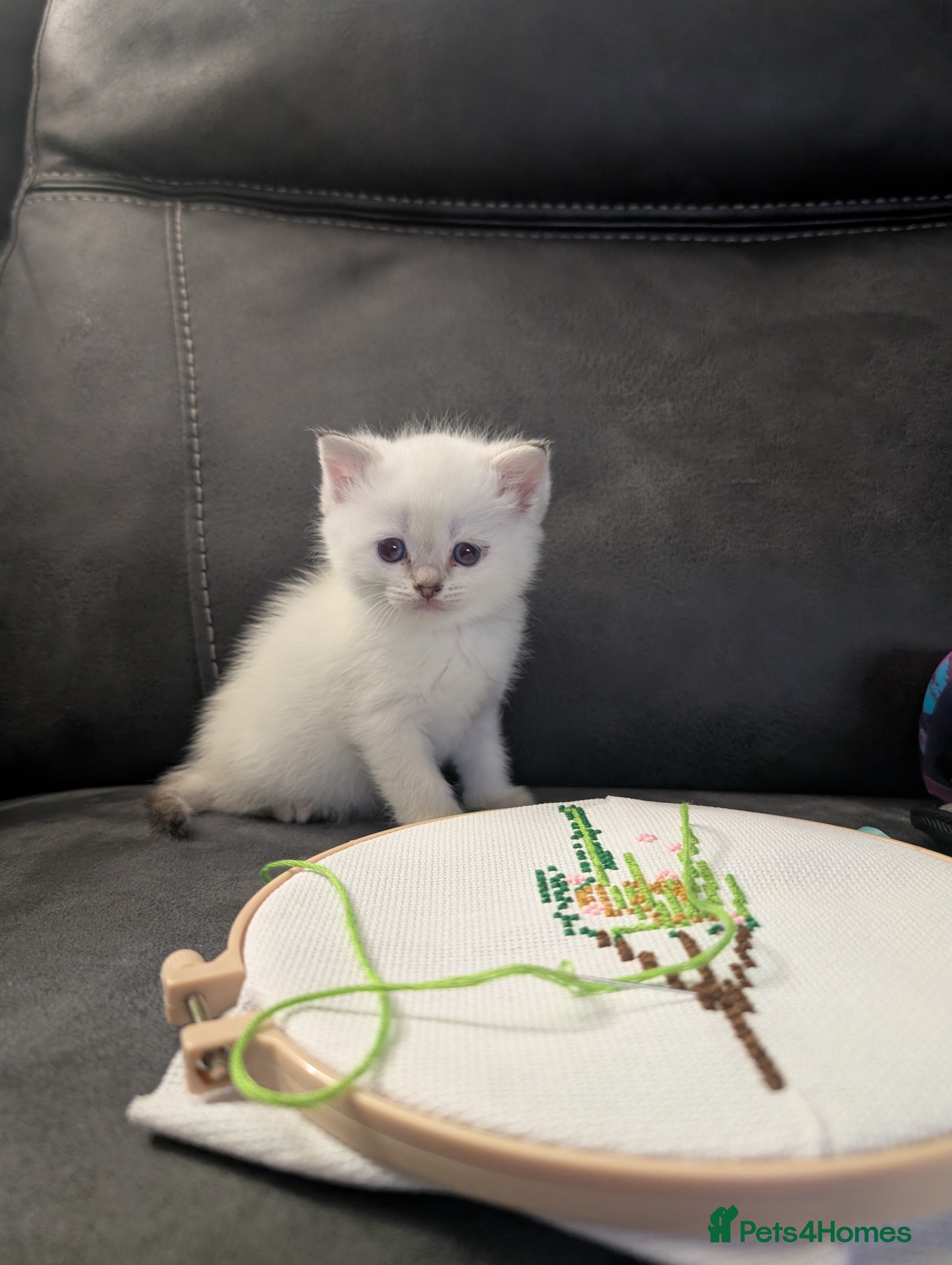 Mixed Breed cats ✨One left✨ Ragfold kittens ready 26/1/25 - Advert 1