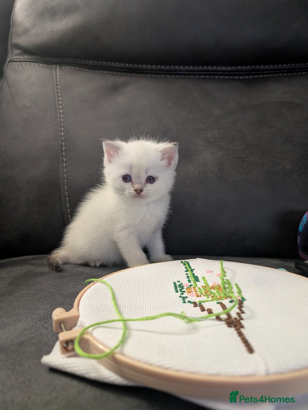 Mixed Breed cats for sale: Rare Ragfold kittens - Ready 26th January  - Advert 5