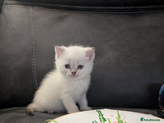 Mixed Breed cats ✨One left✨ Ragfold kittens ready 26/1/25 - Advert 6