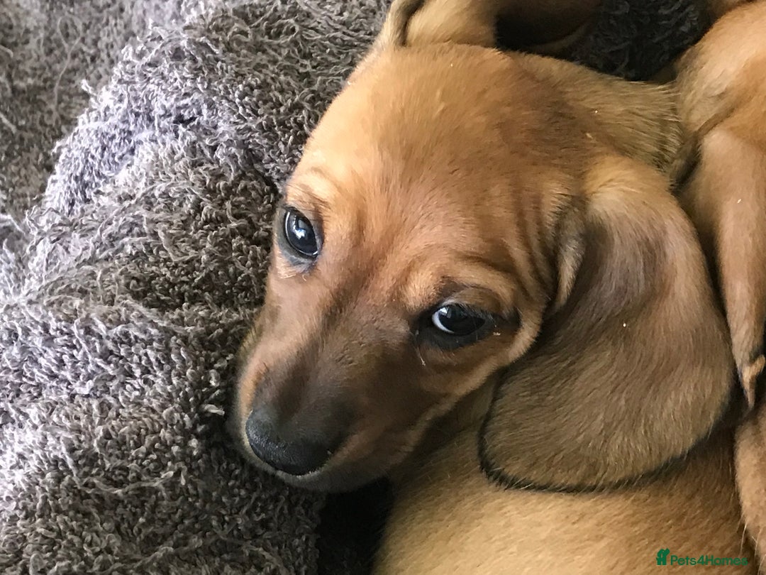 Dachshund dogs for sale: READY NOW!! Mini Wirehaired Dachshund puppy- male  - Image 15