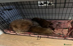 Toy Poodle dogs for sale: Deep red toy poodle puppies available 🧸  - Image 10