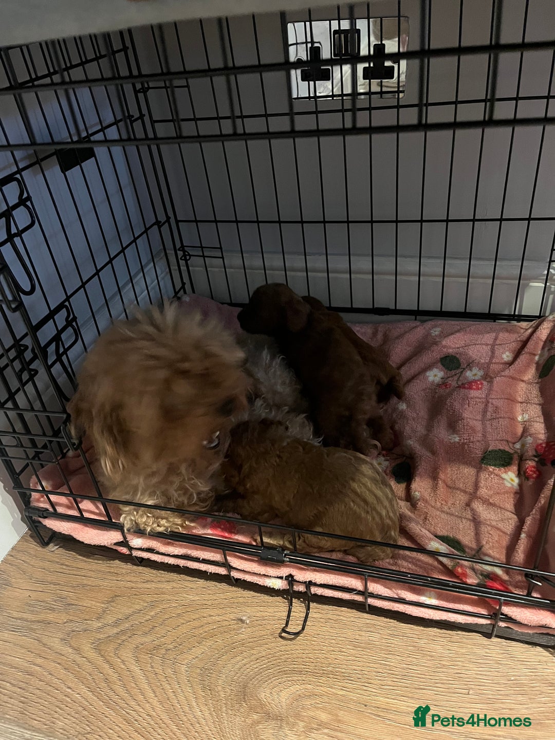 Toy Poodle dogs for sale: Deep red toy poodle puppies available 🧸  - Image 10