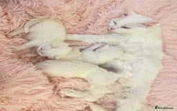 Turkish Angora cats for sale: Gorgeous white fluffy Turkish angora kittens  - Advert 12