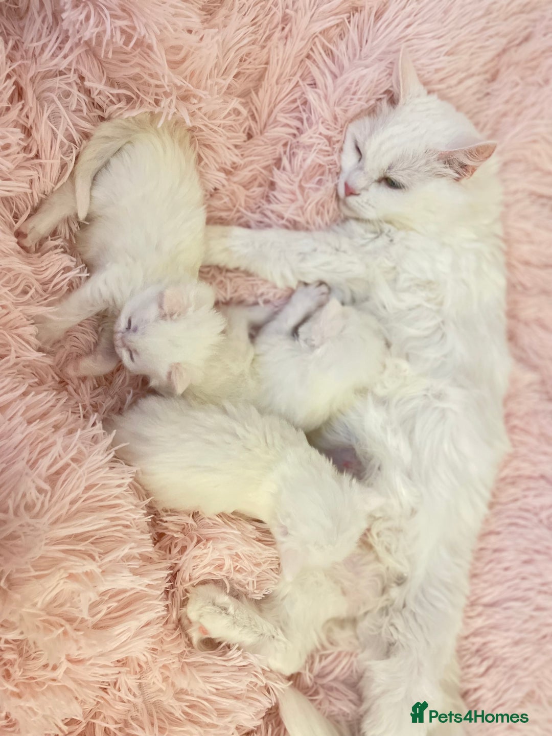 Turkish Angora cats for sale: Gorgeous white fluffy Turkish angora kittens  - Advert 12