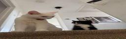Domestic Shorthair cats for sale:  Short-Haired Tuxedo Kitten Ready Now  - Advert 3