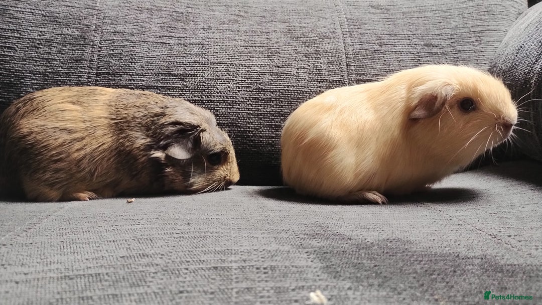 Guinea Pig rodents for sale: Cute pair boy guinea pigs  - Image 3