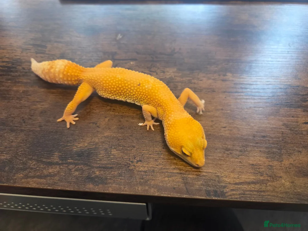 Leopard Gecko reptiles for sale: 2 Leopard Geckos with VIVs & equipment in Sheffield - Advert 10