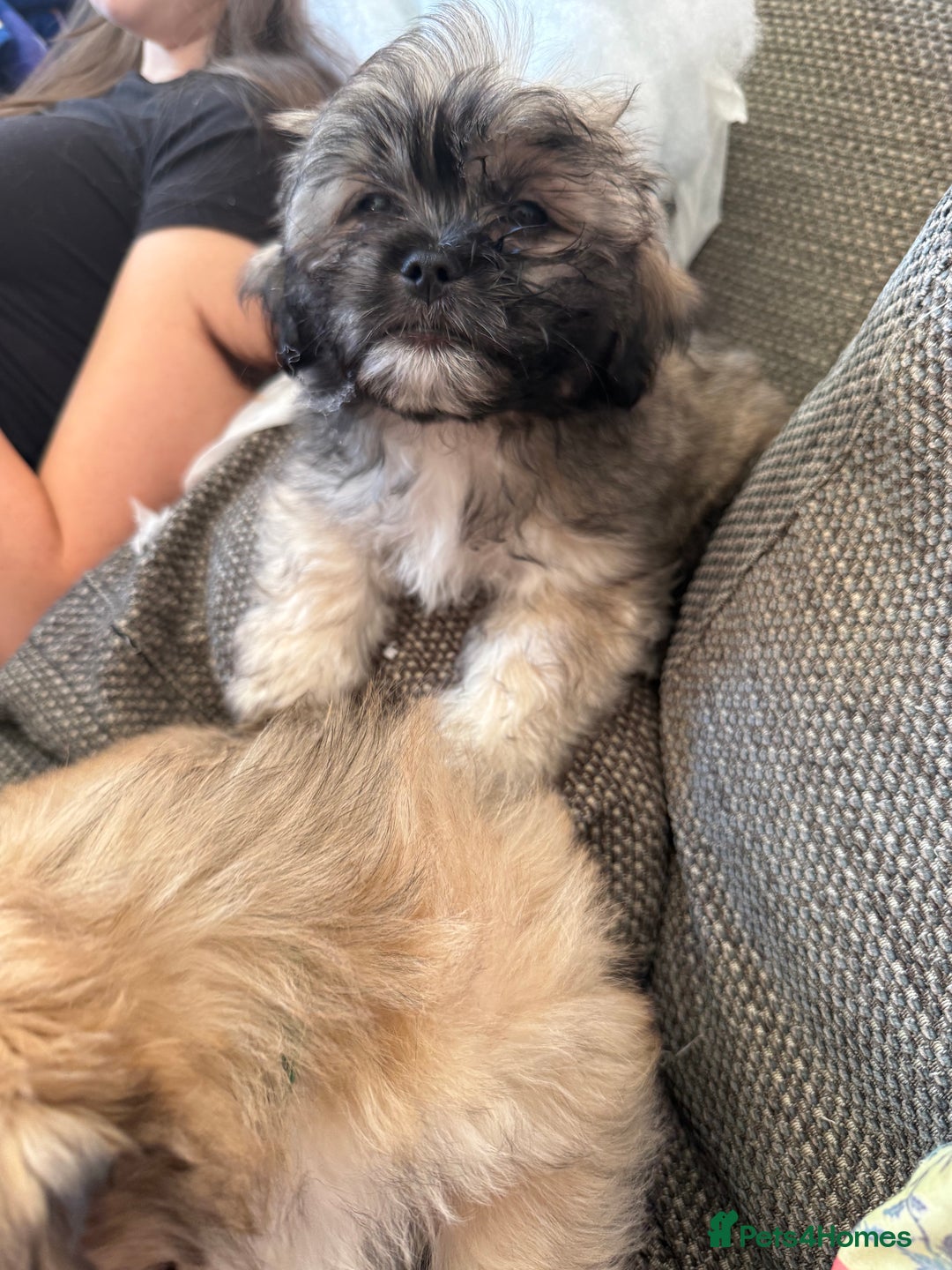 Mixed Breed dogs for sale: Peke’a’tease  - Image 3