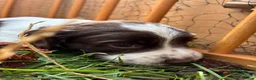 English Springer Spaniel dogs for sale: Willows pups. One girl remaining  - Advert 17