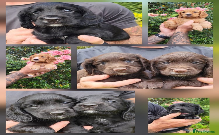 Cocker Spaniel dogs - Advert 1
