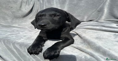 Labrador Retriever dogs - Advert 8