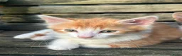 Mixed Breed cats for sale: Mixed breed kittens - Advert 5
