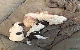 Mixed Breed dogs for sale: Springerpoo pups  - Image 2