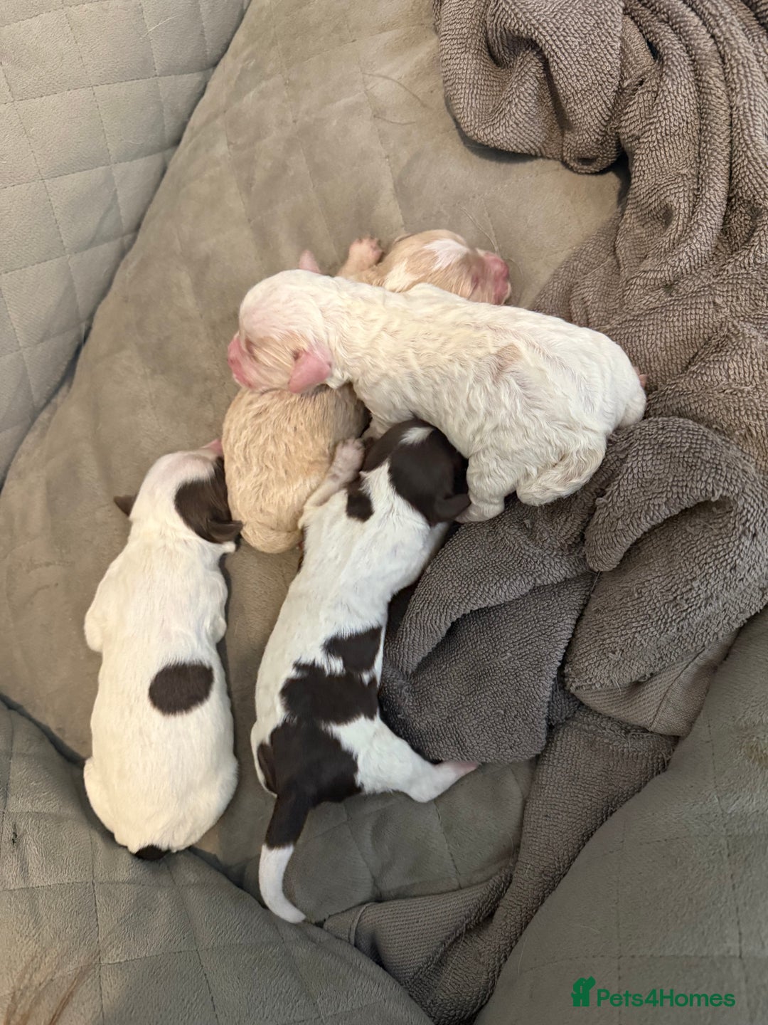 Mixed Breed dogs for sale: Springerpoo pups  - Image 2