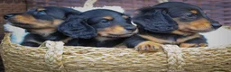 Miniature Dachshund dogs for sale: 3 beautiful miniature dachshunds 🐶  - Advert 4