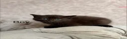 Mixed Breed cats for sale: 3 Gorgeous Kittens (2 Long Haired) - Advert 4