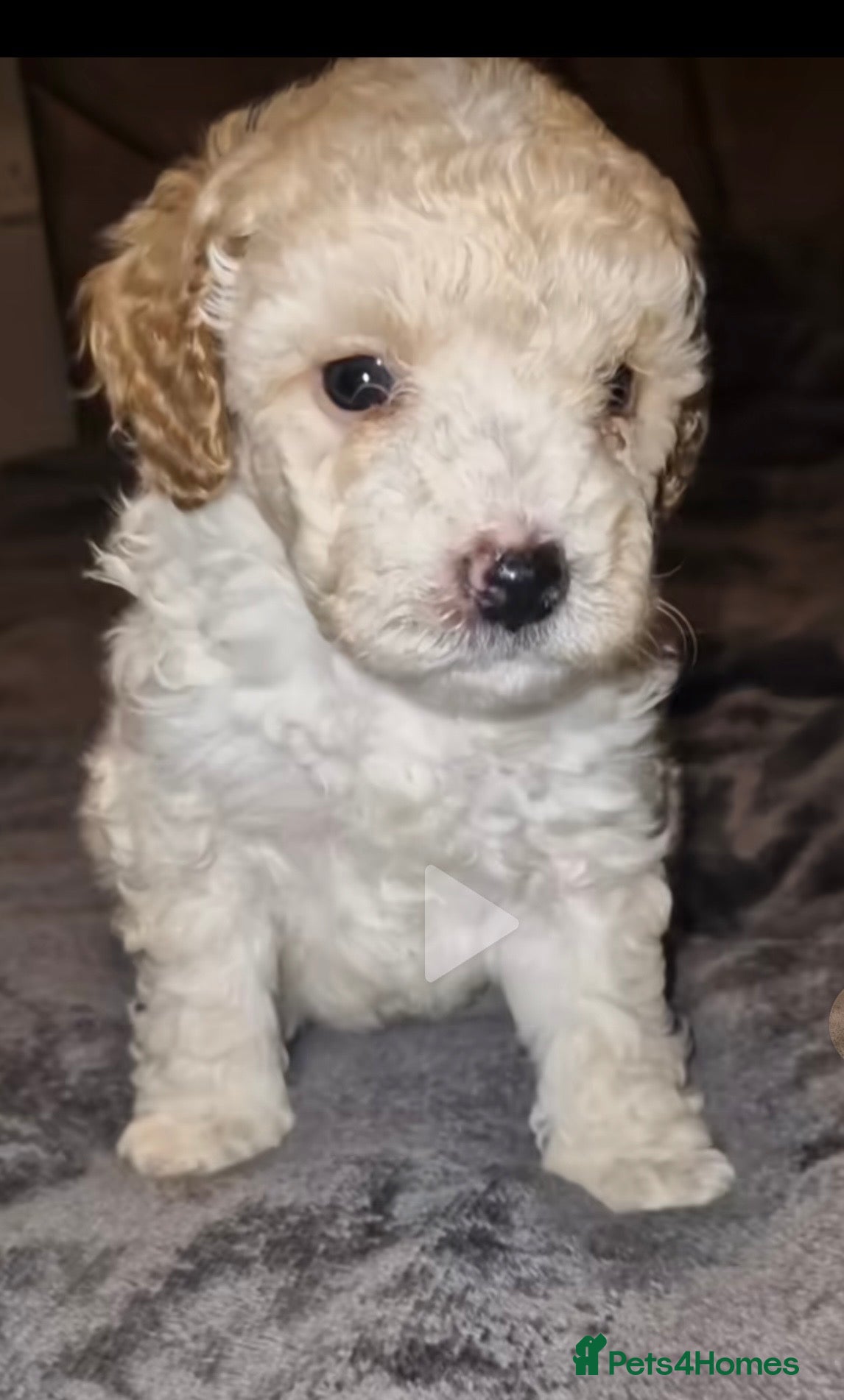 Toy Poodle dogs Toy poodle - Advert 6