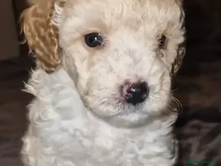 Toy Poodle dogs Toy poodle - Advert 6