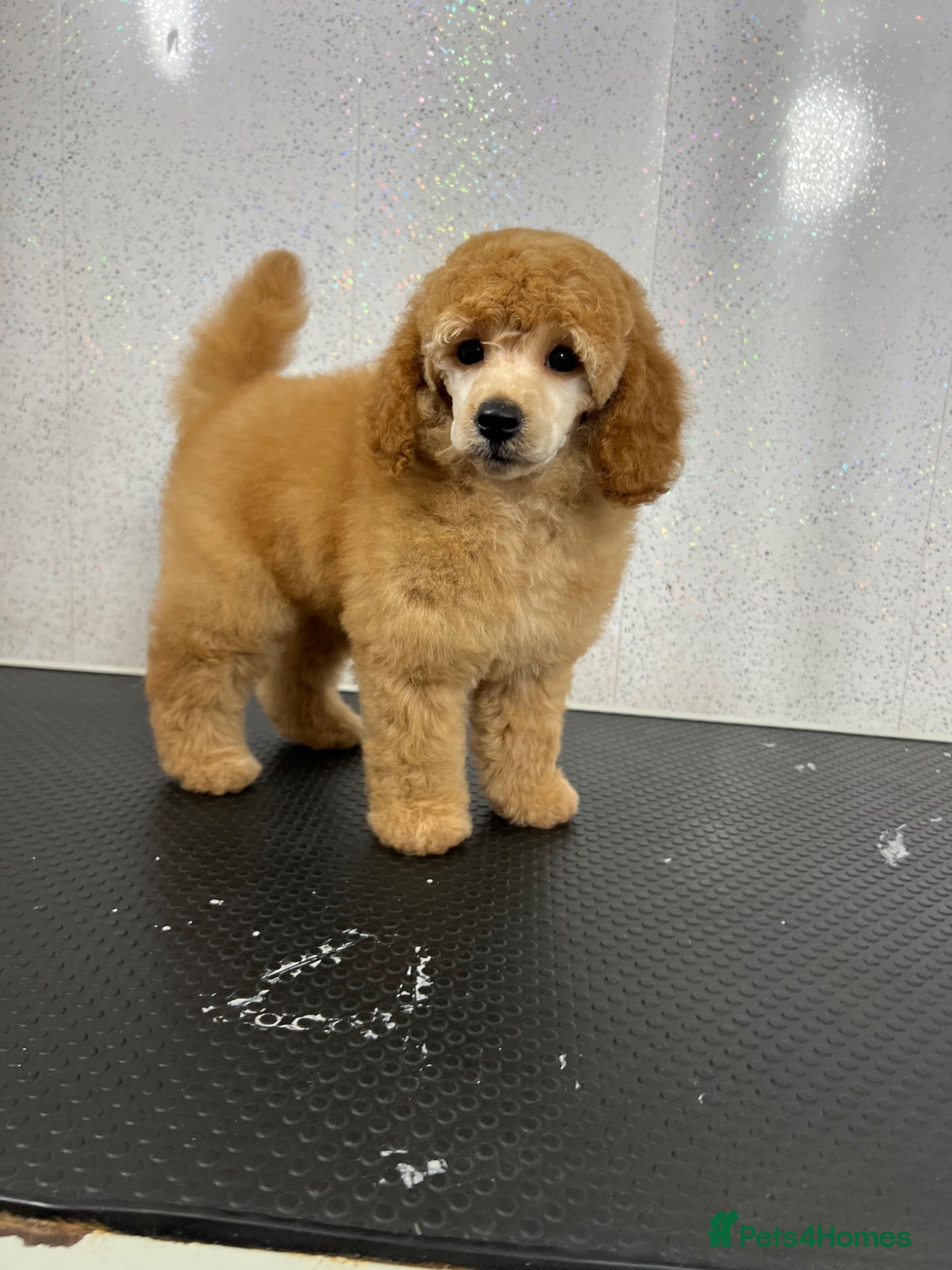 Miniature Poodle dogs KC registered miniature poodles  - Advert 11
